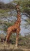 Жирафы — Википедия